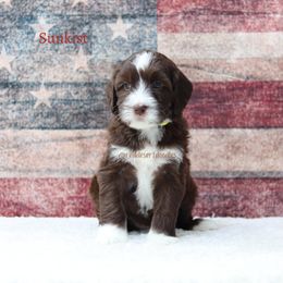 Sunkist - Chocolate female Australian Labradoodle puppy in Hurricane, Utah from Red Desert Doodles