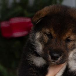 Shikoku Ken puppies from Akiyama no Roushya