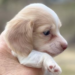 Dachshund Puppies from STORIED DOXIES