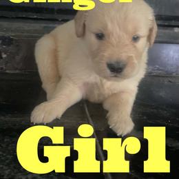 Ginger - Golden female Golden Retriever puppy in 3446 E 600 N, Indiana from Precious Golden's
