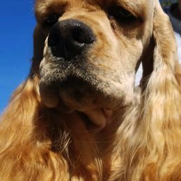 Cocker Spaniels from Che-Lee Cockers