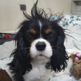 Daisy - Cavalier King Charles Spaniel