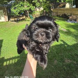 Shih Tzu Puppies from Borderland's Kennel