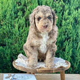 Justin-Clyde - Merle male Bernedoodle puppy in Bells, North Carolina from Neighborhood Poodles & Doodles