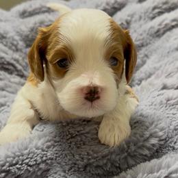 Memphis - Tri-color male Cavapoo puppy in Cedar City, Utah from Pearson's Poodles
