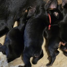 Purple collar black female - Black and rust female Doberman Pinscher puppy in Houston, Texas from Draggin Dobermans & Great Danes