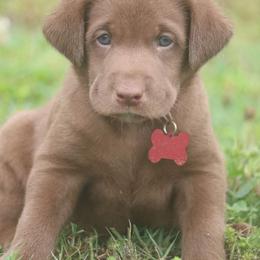 Red Boy - Chocolate male Labrador Retriever puppy in Capron, Virginia from Triple Creek Kennel