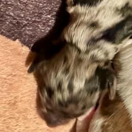 Girl 3 - Dapple female Dachshund puppy in Michigan from Amberly's Dachshunds