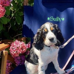 English Springer Spaniels from Angel English Springer Spaniels