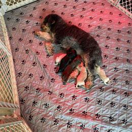 Havapoo puppies from Leo’s Teddy Bear doodles