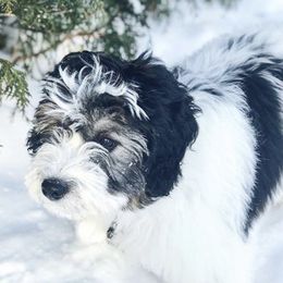 Aussiedoodle Puppies from Brambleberry Doodles