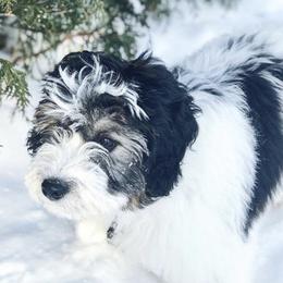 Aussiedoodle Puppies from Brambleberry Doodles