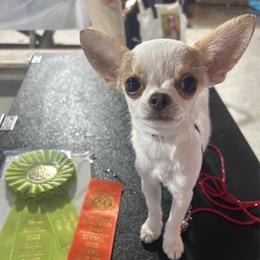 Law - Chihuahua