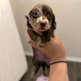 Blue Eyes Chocolate Dapple Male - Dapple male Dachshund puppy in Horizon City, Texas from Micah's Minis