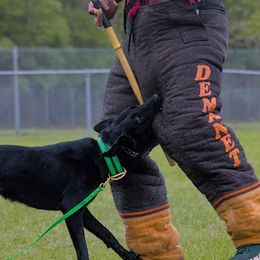 Belgian Malinois and Dutch Shepherd All Grown Up from Berserkermalinoiskennel