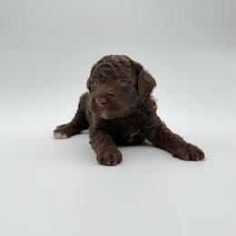 Peaches-Pink - Brown and white female Aussiedoodle puppy in West Monroe, Louisiana from Diamond M Poodles and Doodles