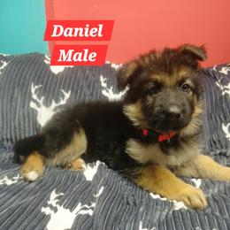 Daniel Red Collar - Black and red male German Shepherd puppy in Bedias, Texas from TiPi S Ranch's German Shepherds