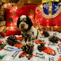 RB2 - Tri-Roan male English Springer Spaniel puppy in Britton, South Dakota from K&S Canines