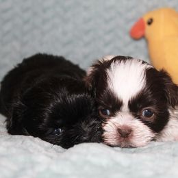 Shihpoo Puppies from 🧸 Teddies