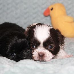 Shihpoo Puppies from 🧸 Teddies