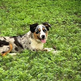 Miniature Australian Shepherds from Big Country Aussies