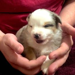 Sunshine - Blue merle male Miniature Australian Shepherd puppy in Goode, Virginia from Furner Farms