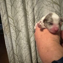 Border Collie Puppies from Hounds of Rabbit Hill