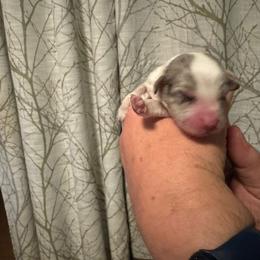 Border Collie Puppies from Hounds of Rabbit Hill