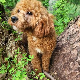 Assorted Doodle Crosses, Cavapoo, Labradoodle, Maltese, and Poodle Puppies from Fluffy Fawn