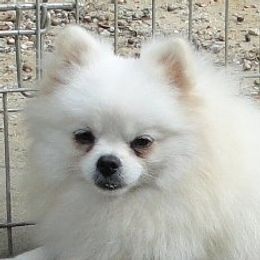 Pomeranian adult dog