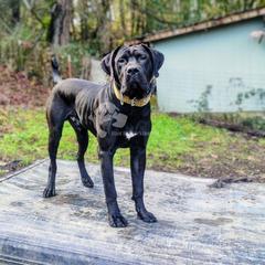 Molosser (Bully x) Puppies from Riot River Mastiffs