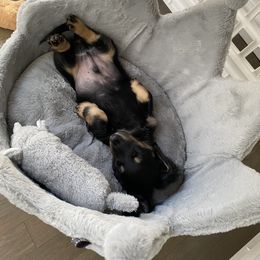 Dachshund Puppies from Longboard Dachshunds