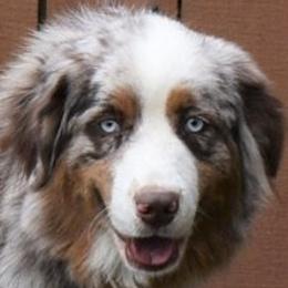 Sage - Australian Shepherd