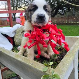 Belle - Red and white female Saint Bernard puppy in Castle Rock, Washington from PNW Saint Berdoodles