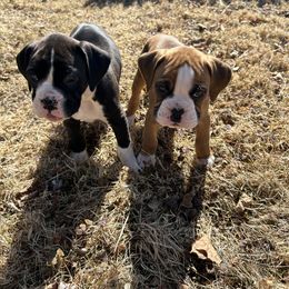 Boxer Puppies from Nala’s Pride