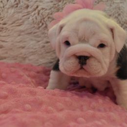 English Bulldog Puppies from Raise The Woof Bulldogs