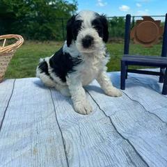 Milo - Black and white male Assorted Doodle Crosses puppy in Moulton, Iowa from Shondel Puppy Paws