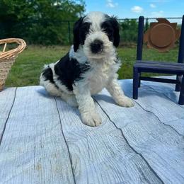 Milo - Black and white male Assorted Doodle Crosses puppy in Moulton, Iowa from Shondel Puppy Paws