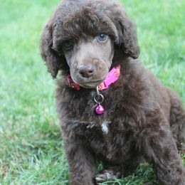 Poodle Puppies from Mount Zion Kennels