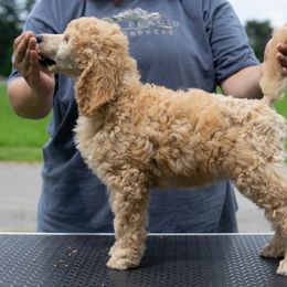 Poodle Puppies from Pawsable Prospects
