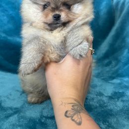 Pomeranian Puppies from Temple pomeranians