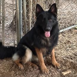 I call her baby , she will be named by new owner - Bi-color female German Shepherd puppy in Bluff City, Tennessee from What a Heart Wants