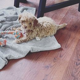 Cockapoo Puppies from Raisingcockapoos