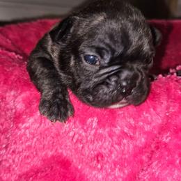 Onyx - Black and white male French Bulldog puppy in Monterey, Louisiana from McaysKennels