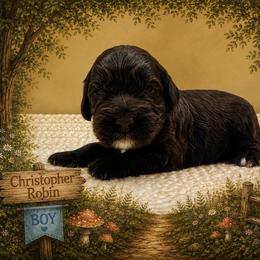 Christopher Robin - Chocolate male Goldendoodle puppy in Hendersonville, North Carolina from Kim's Cove