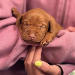 Boy 3 - Golden rust male Vizsla puppy in Port Angeles, Washington from Blacktail Trail Vizslas
