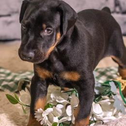 Green Boy - Black and rust male Doberman Pinscher puppy in Shelby, North Carolina from IronBee Dobermans