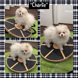 Charlie - White male Pomeranian puppy in Lyons, Georgia from Its a Poms Life Kennel