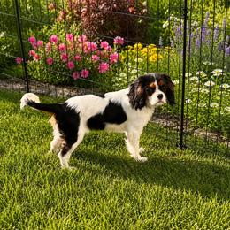 Trudy - Tri-color female Cavalier King Charles Spaniel puppy in Shepherdsville, Kentucky from Cavalierkentuckypride