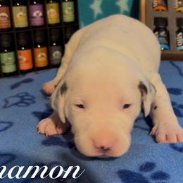 Cinnamon - White and black male Dalmatian puppy in Des Moines, Iowa from Spot Splattered Dalmatians